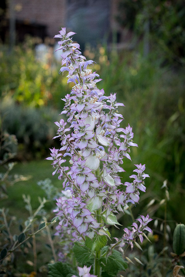 salvia sclarea