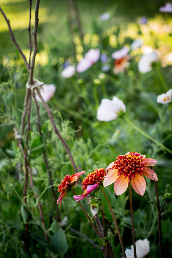 Dahlia totally tangerine