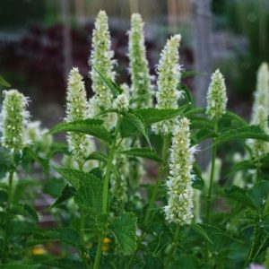 AGASTACHE rugosa f. albiflora