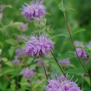 MONARDA fistulosa