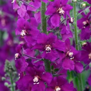VERBASCUM phoeniceum Violetta