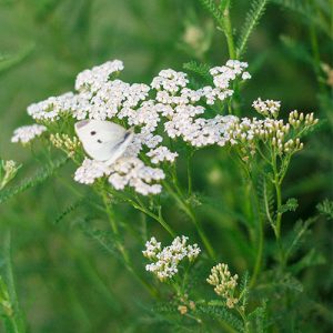 Achillea millefolium