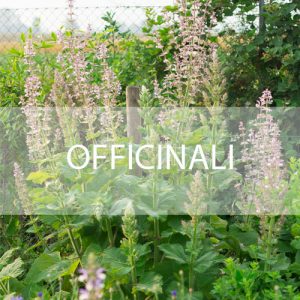 Officinali