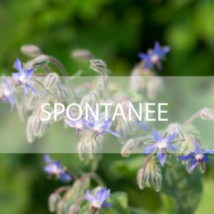Spontanee