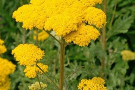 ACHILLEA filipendulina “Cloth of gold” 