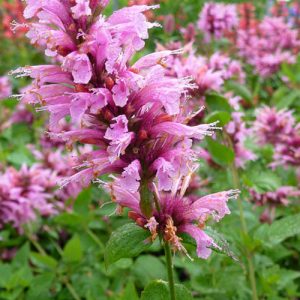 AGASTACHE pallidiflora “pink pop” 
