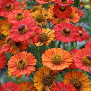 HELENIUM autunnale “Helena Red Shades”   