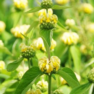 PHLOMIS russeliana  