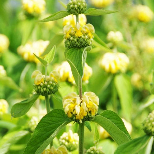 PHLOMIS russeliana