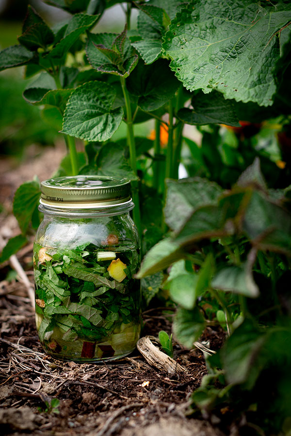 Elisir digestivo con rabarbaro e agastache