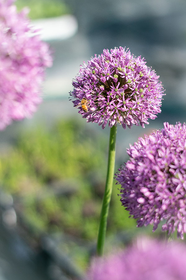 allium ornamentali