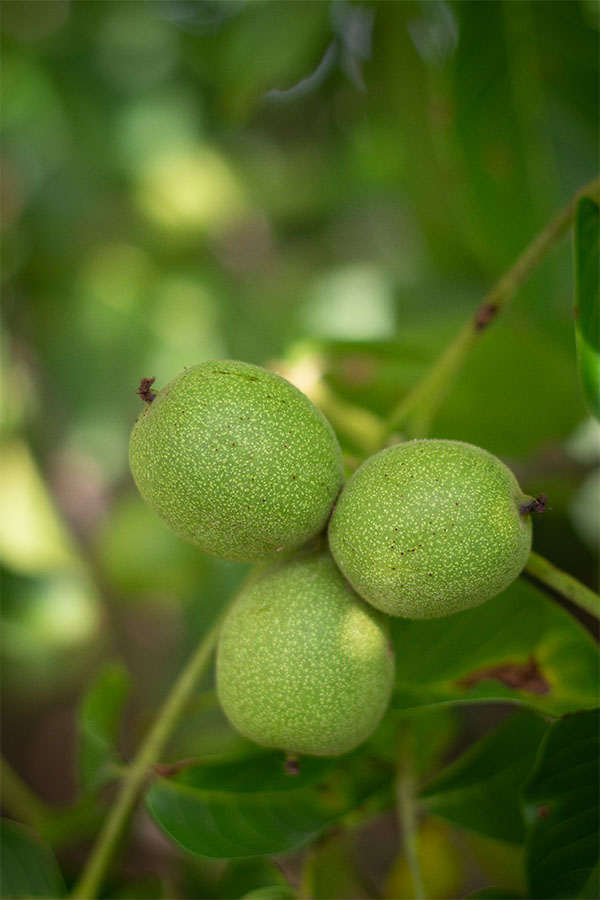 Noci fresche per il nocino