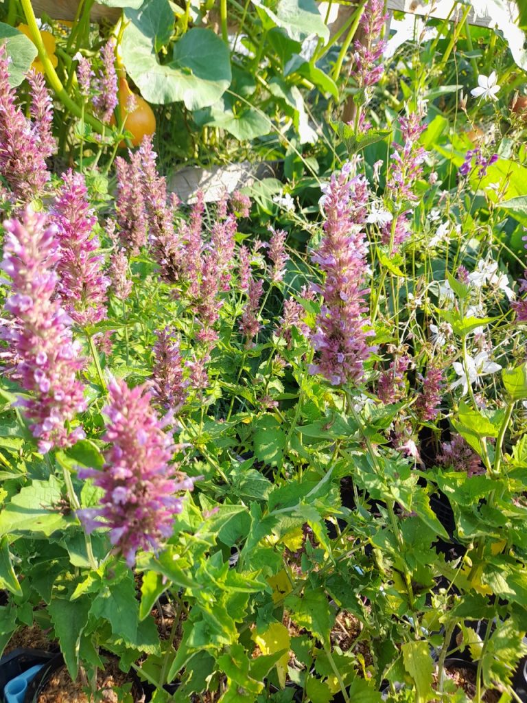 agastache