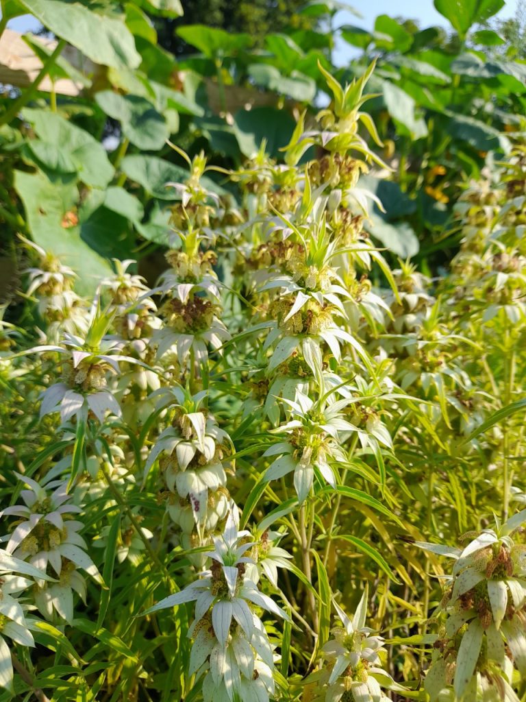 monarda