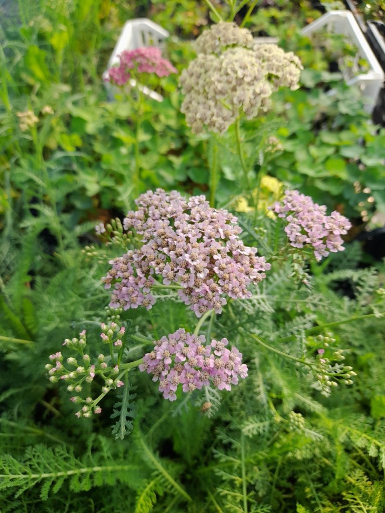 achillea