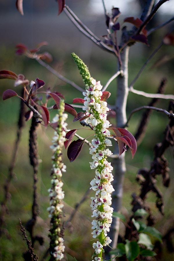 Verbascum nigrum album
