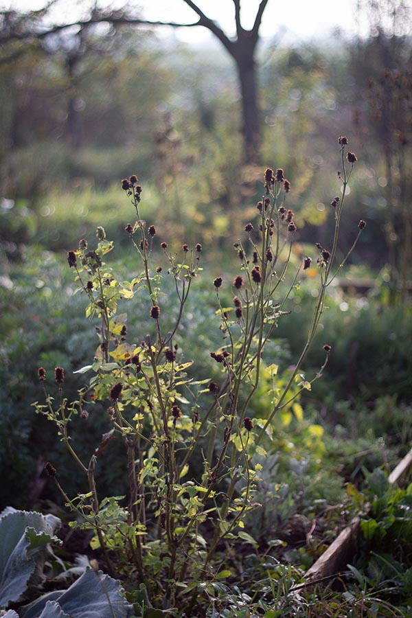 Agastache