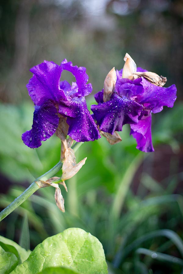 Iris barbata Rosalie Figge