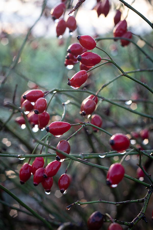 rosa canina a novembre