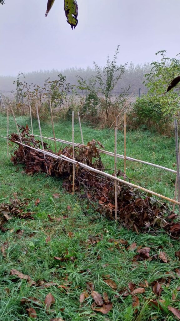 dead hedge