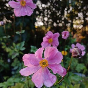 Anemone x hybrida "Serenade"