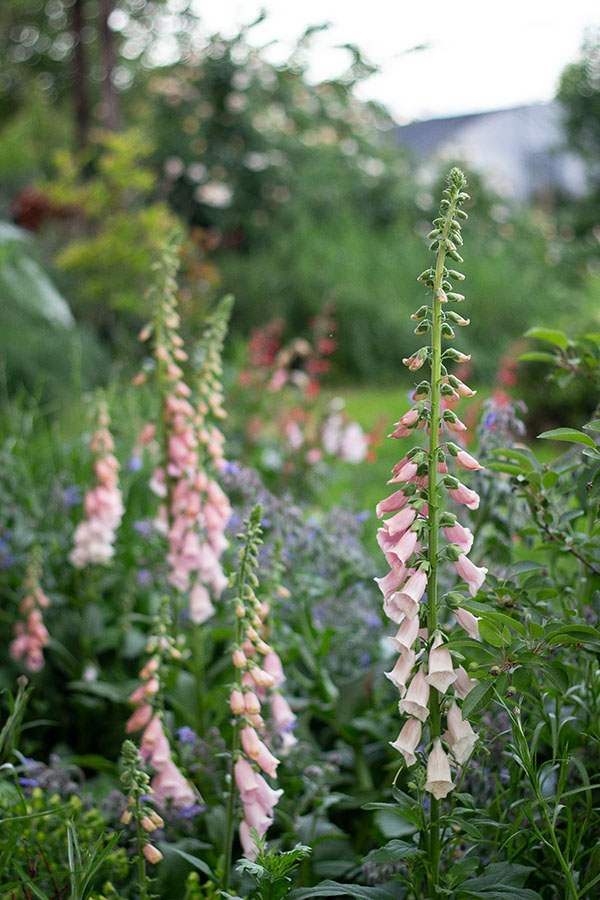 Digitalis purpurea al Vivaio Terraluna