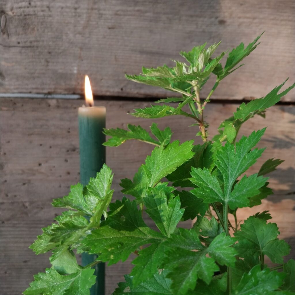 Artemisia vulgaris Vivaio Terraluna