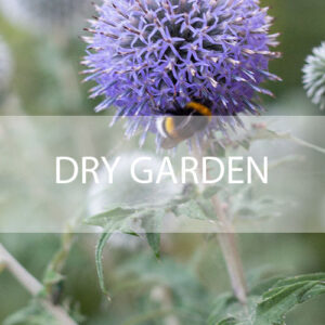 Dry garden