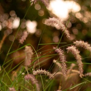 Pennisetum orientale "Fairy Tails"
