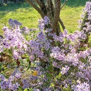 Aster cordifolius "Primrose path"