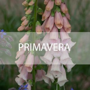 Primavera
