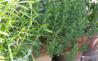 Come allestire un balcone in pieno sole