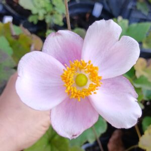 Anemone "Septemberglanz"