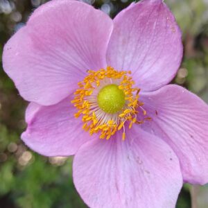 Anemone x hybrida "Praecox "