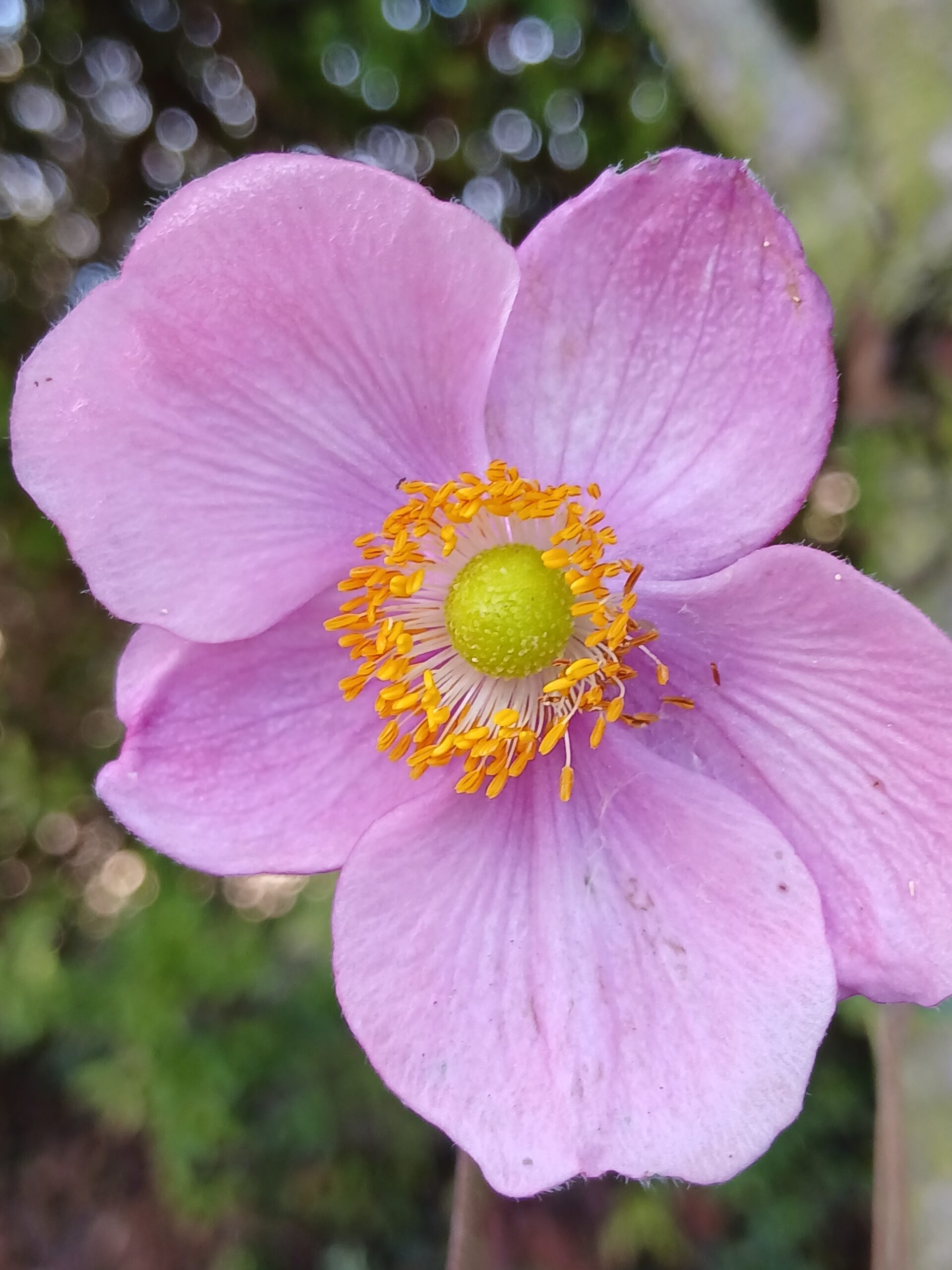 Anemone x hybrida "Praecox "