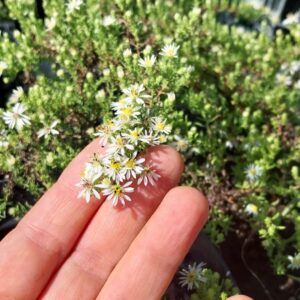 Aster ericoides "Snow Flurry"