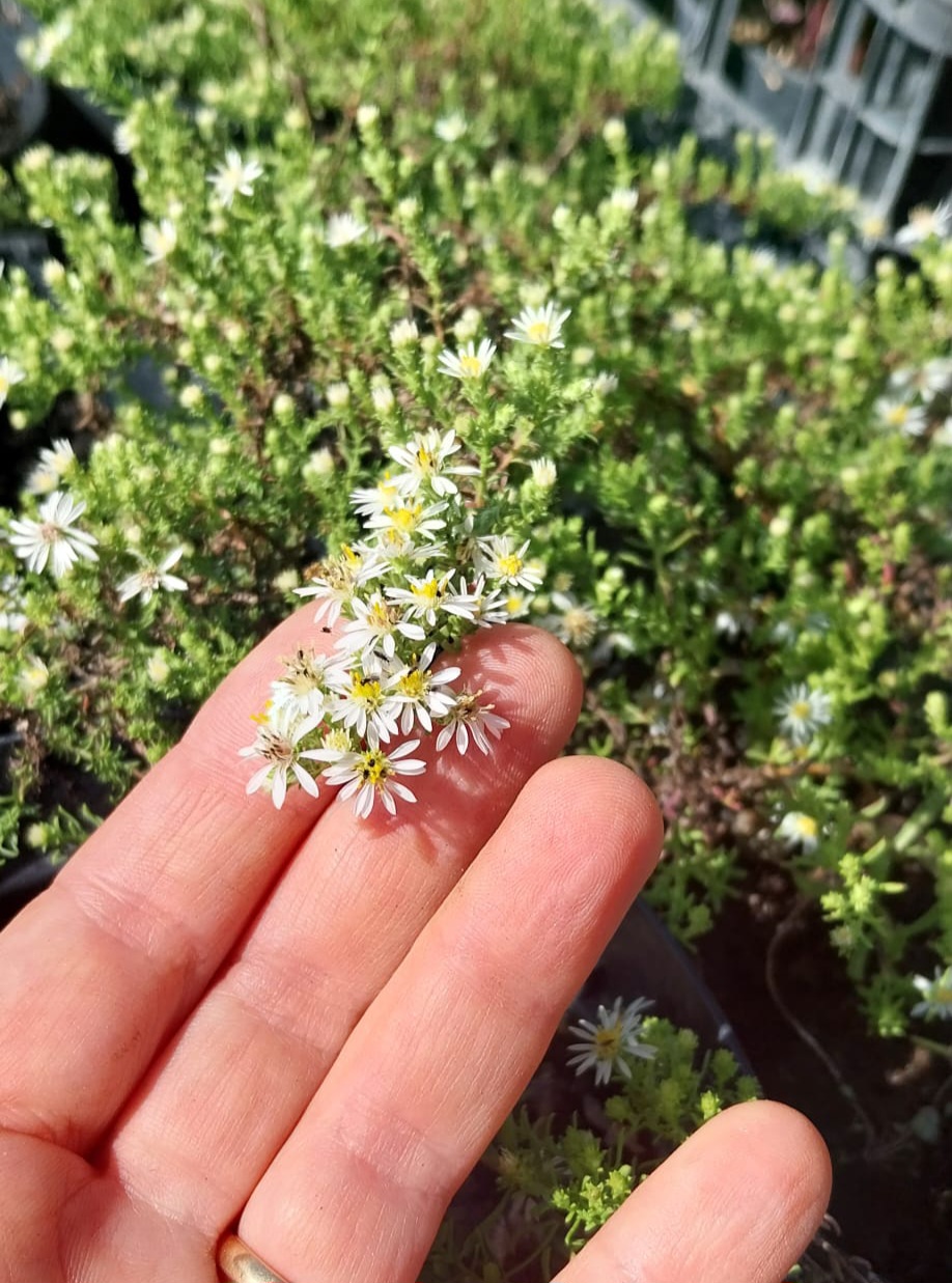 Aster ericoides "Snow Flurry"