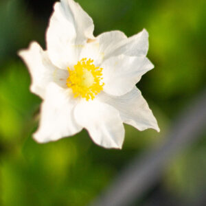 Anemone sylvestris