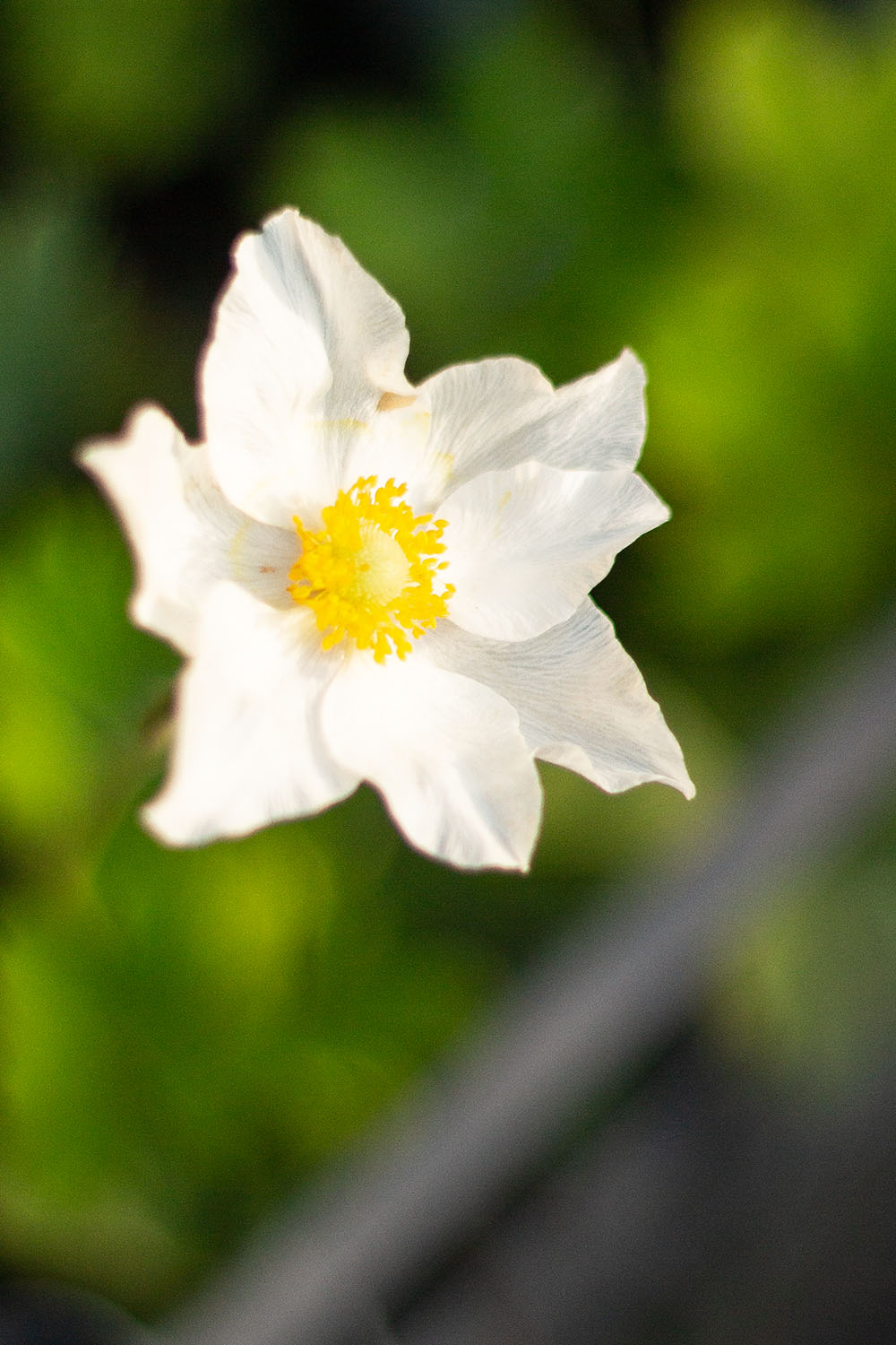 Anemone sylvestris