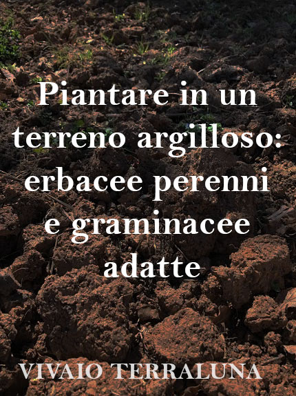 Piantare in un terreno argilloso