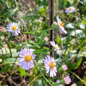 Aster "Cascata d'ottobre"