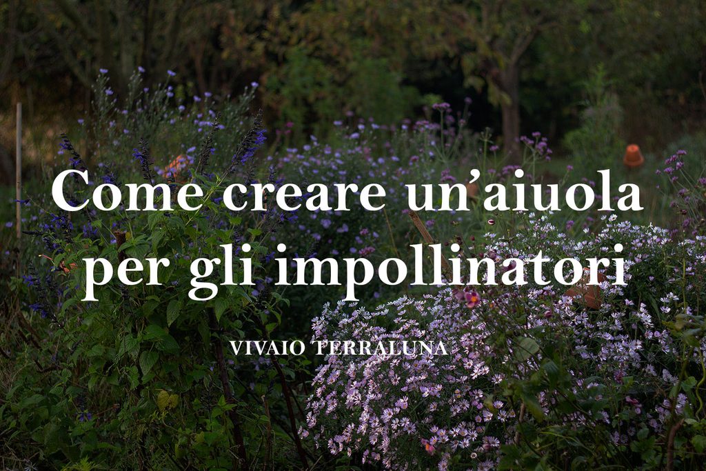 Come creare un’aiuola per gli impollinatori